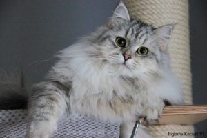 kotka syberyjska